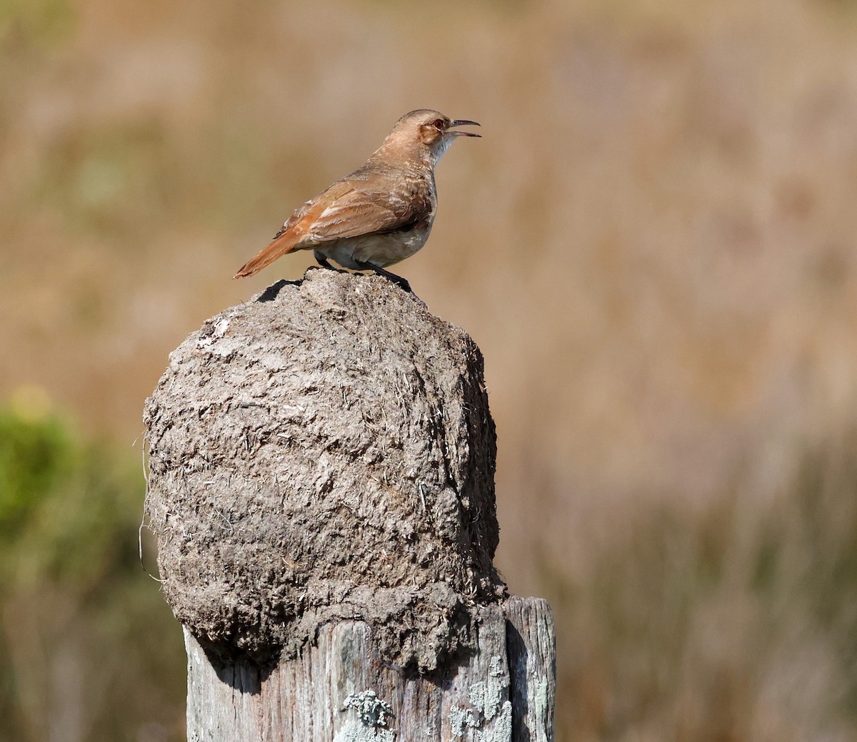 Rufous Hornero - ML642610574