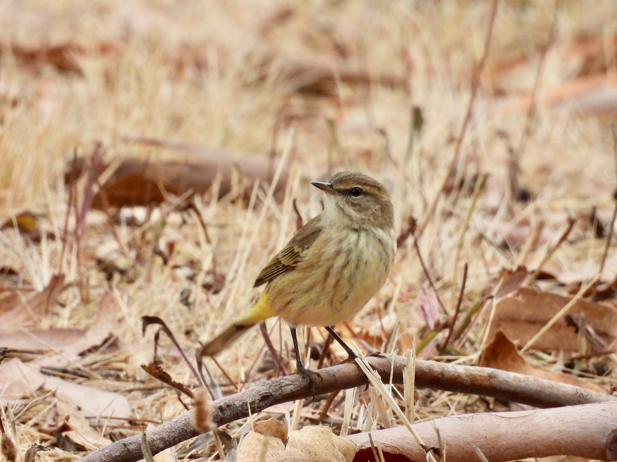 Palm Warbler - ML642610577