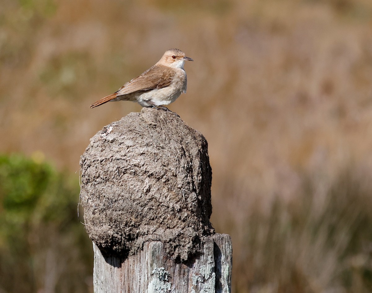 Rufous Hornero - ML642610596