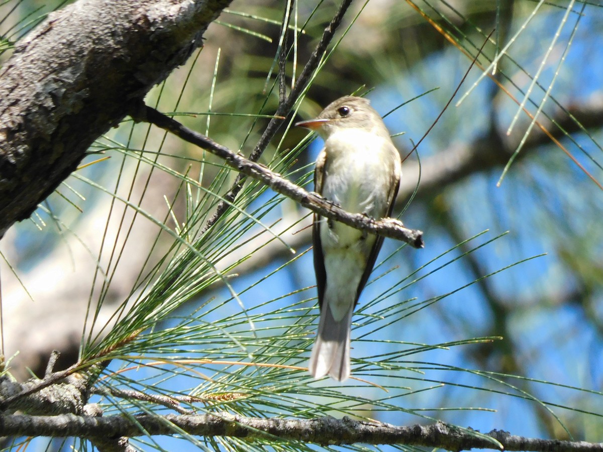 Eastern Wood-Pewee - ML642610620