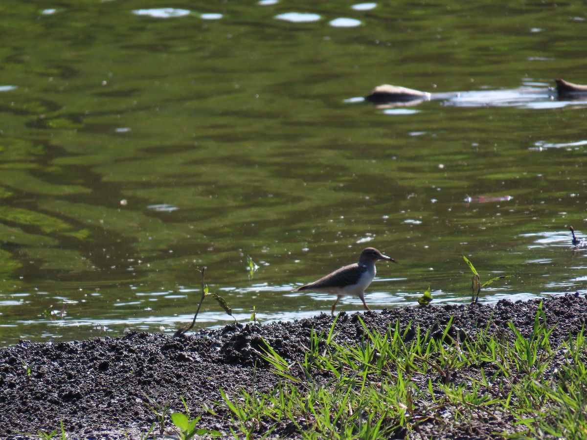 Spotted Sandpiper - ML642610642