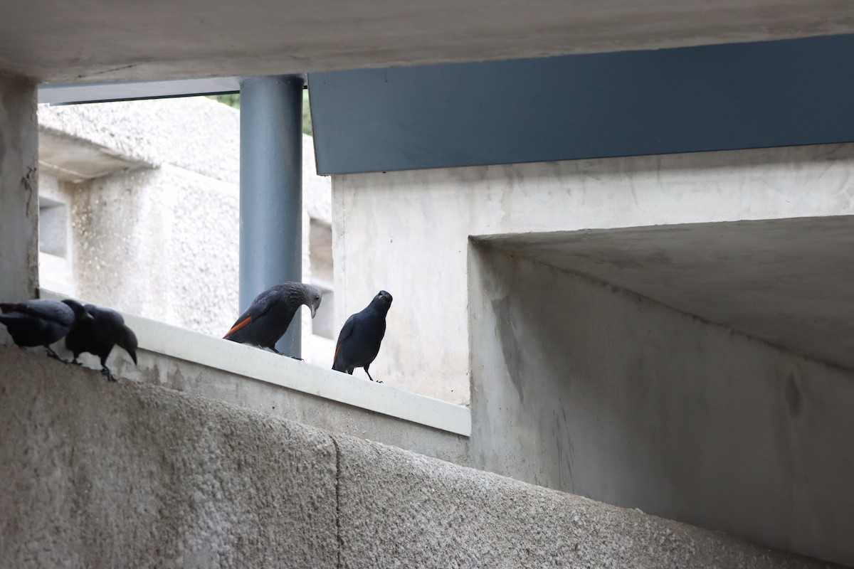 Red-winged Starling - ML642610647