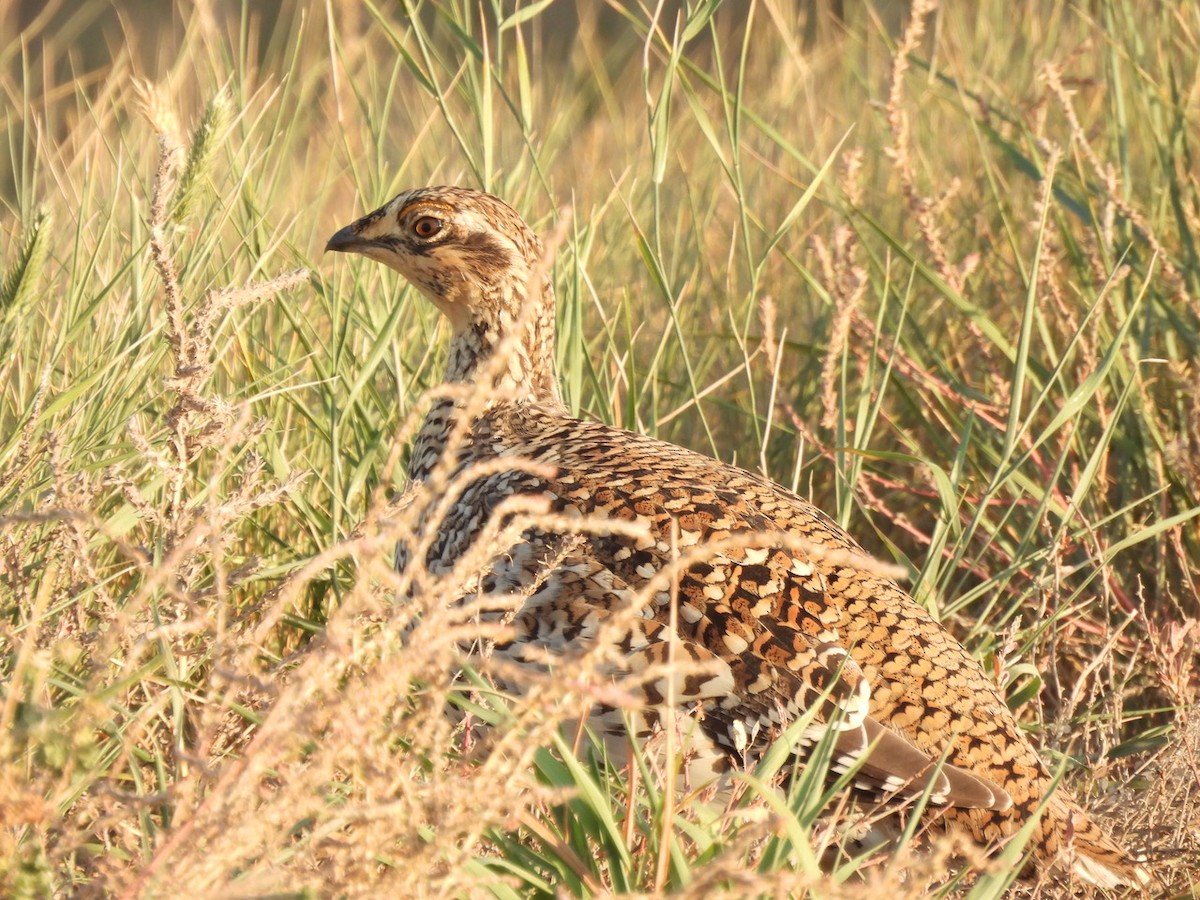 Schweifhuhn - ML642610653