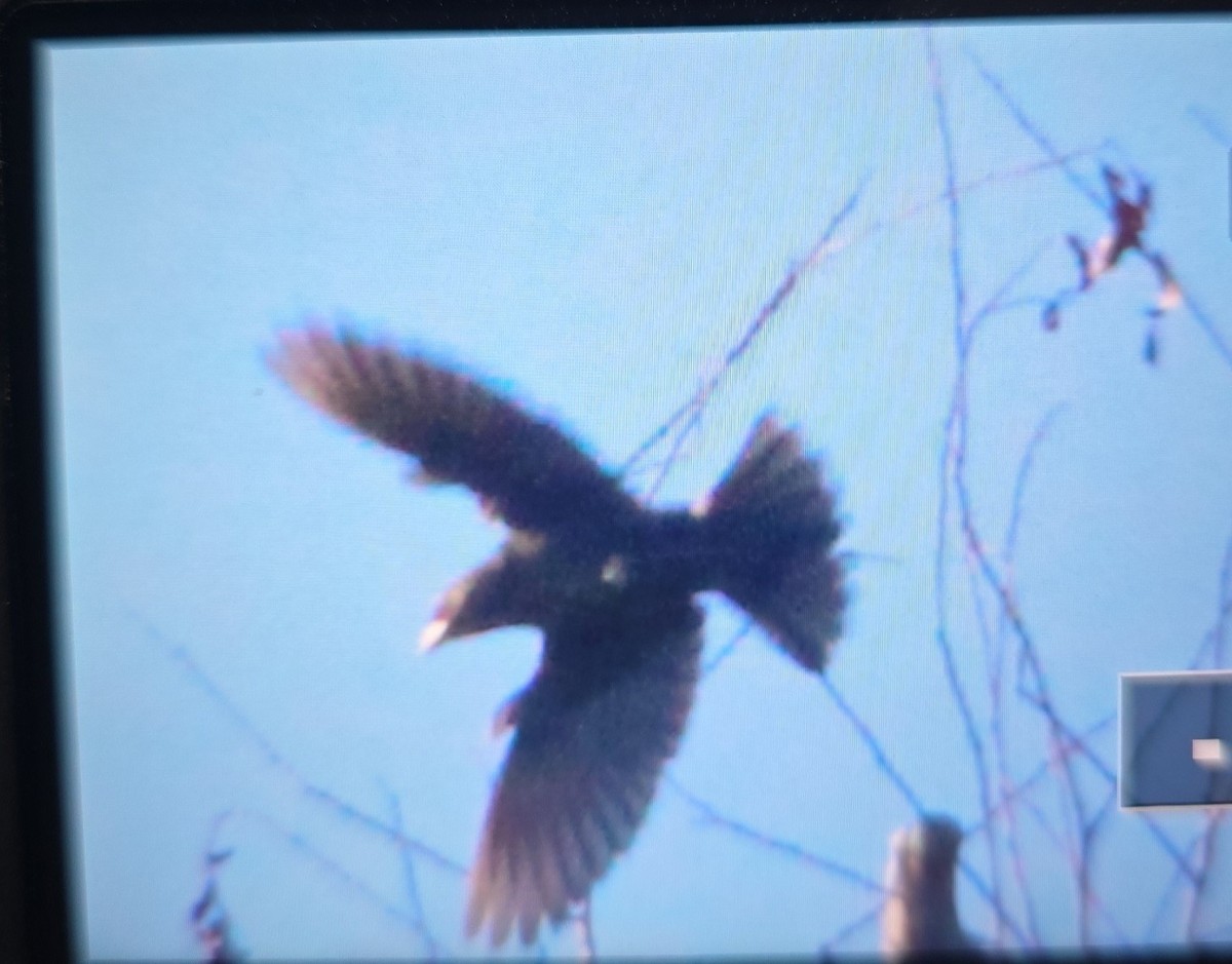 Bronzed Cowbird - ML642610668