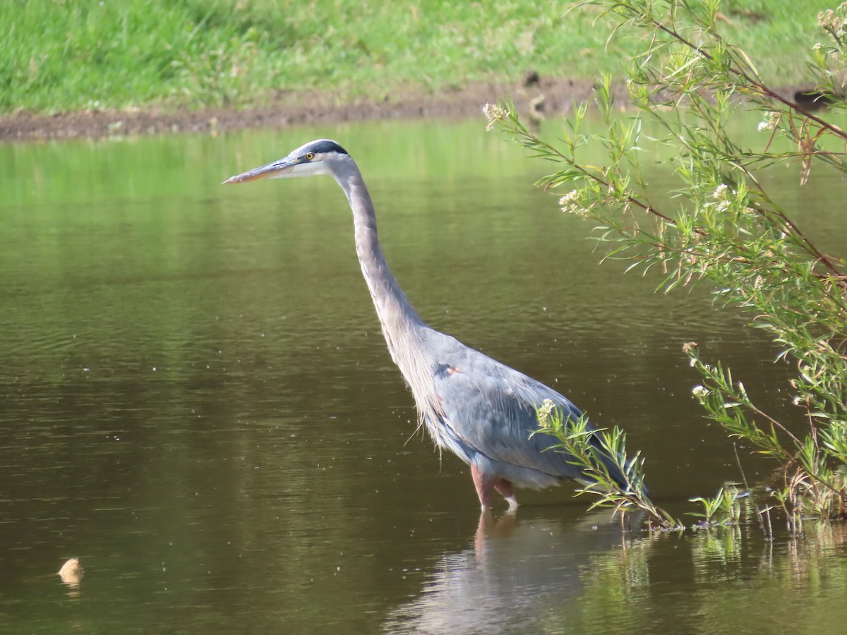 Garza Azulada - ML642610674