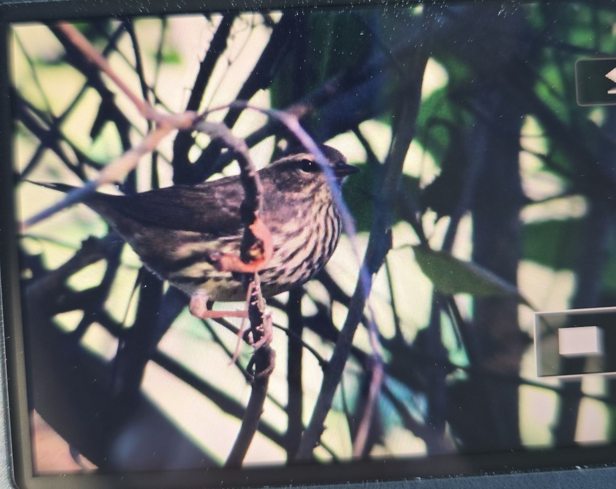 Northern Waterthrush - ML642610675