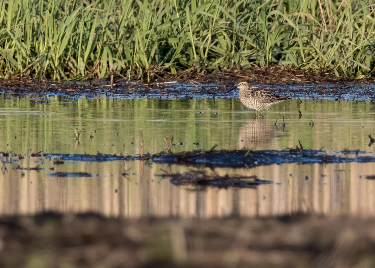 Stilt Sandpiper - ML642610686