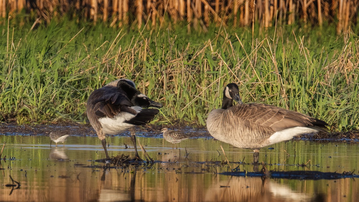 Stilt Sandpiper - ML642610687