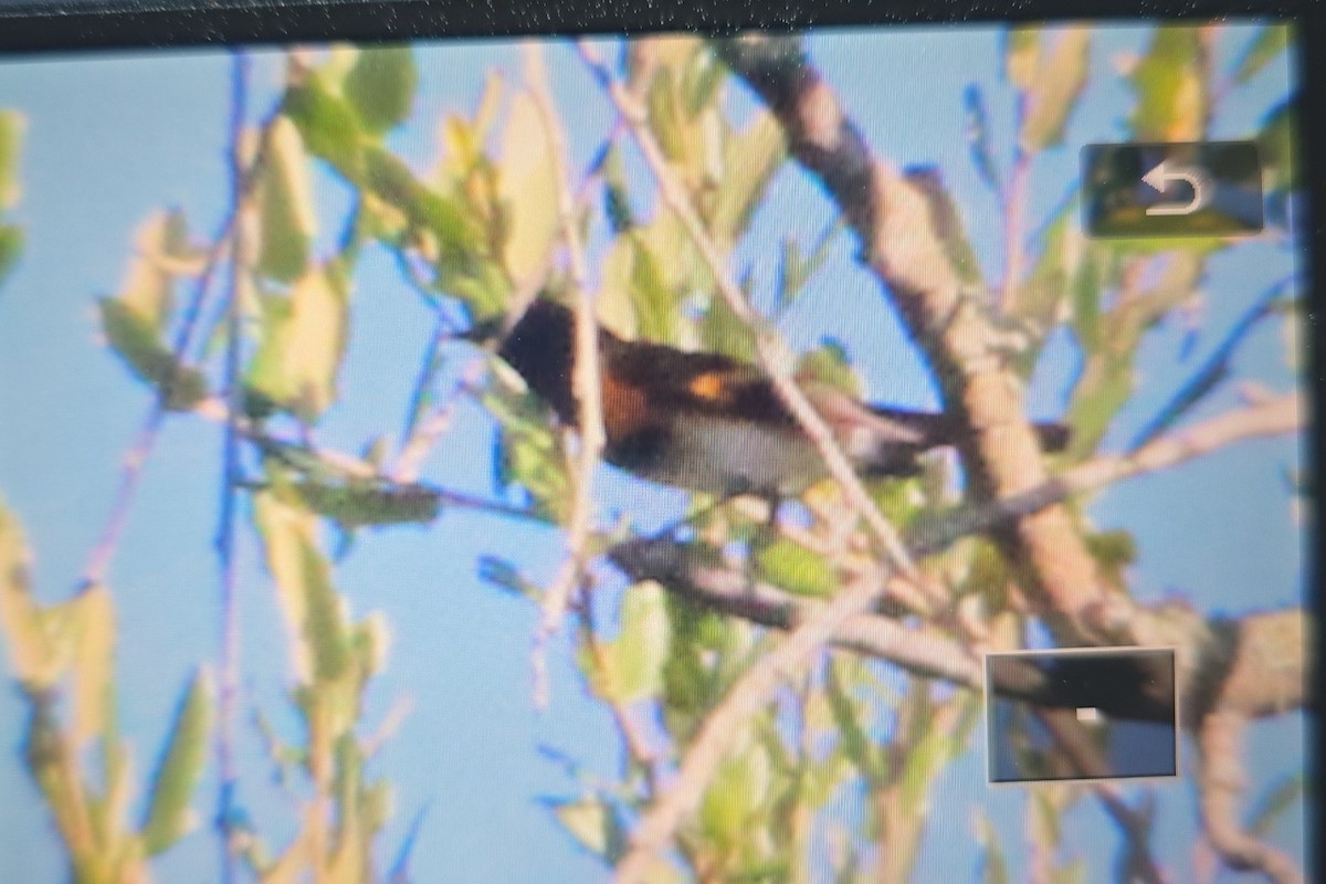 American Redstart - ML642610688