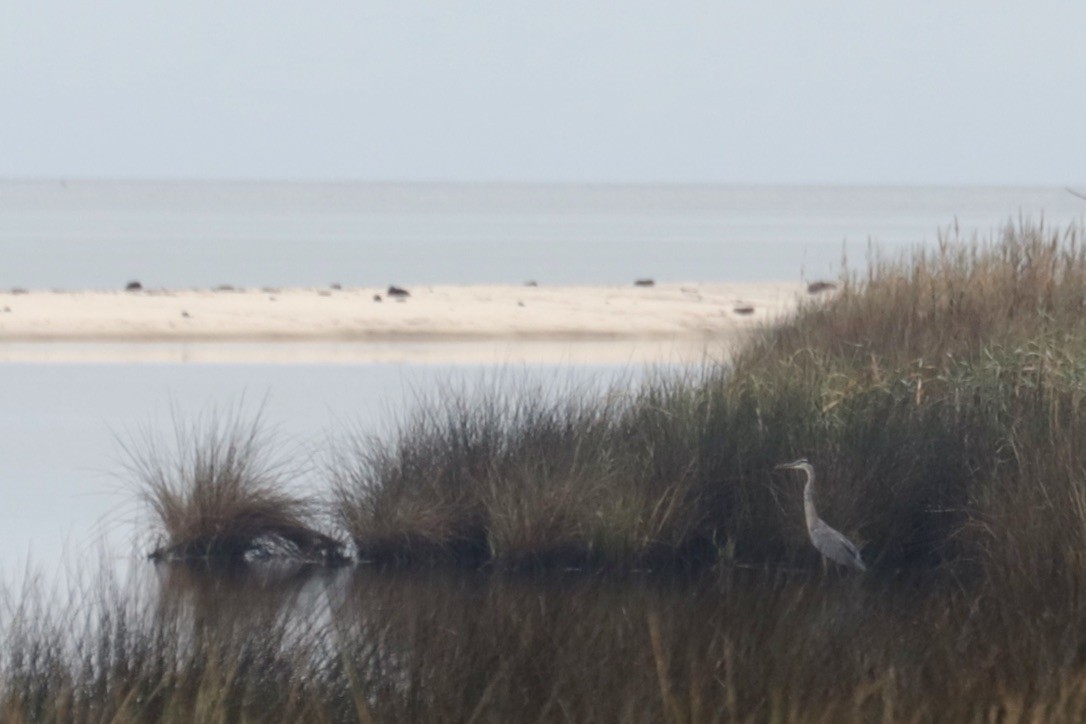 Great Blue Heron - ML642610694
