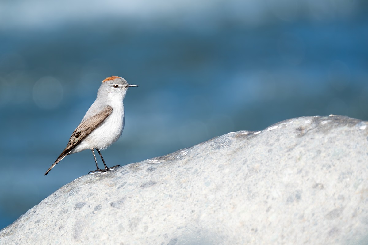 Rufous-naped Ground-Tyrant - ML642610740
