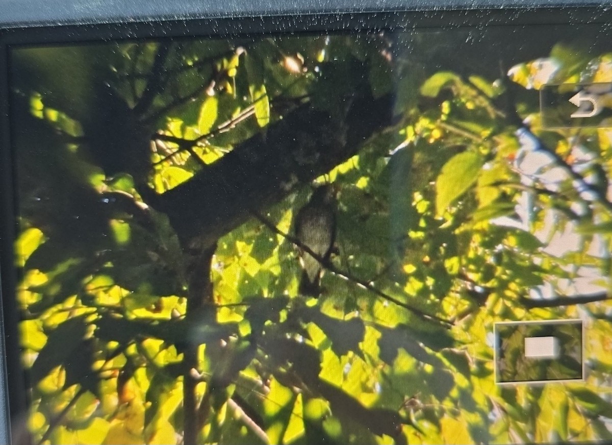 Swainson's Thrush - ML642610745