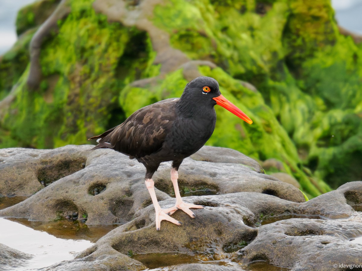 Black Oystercatcher - ML642610758