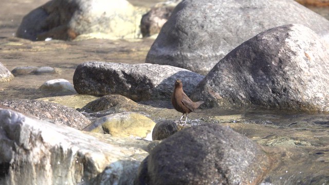 Brown Dipper - ML642610787