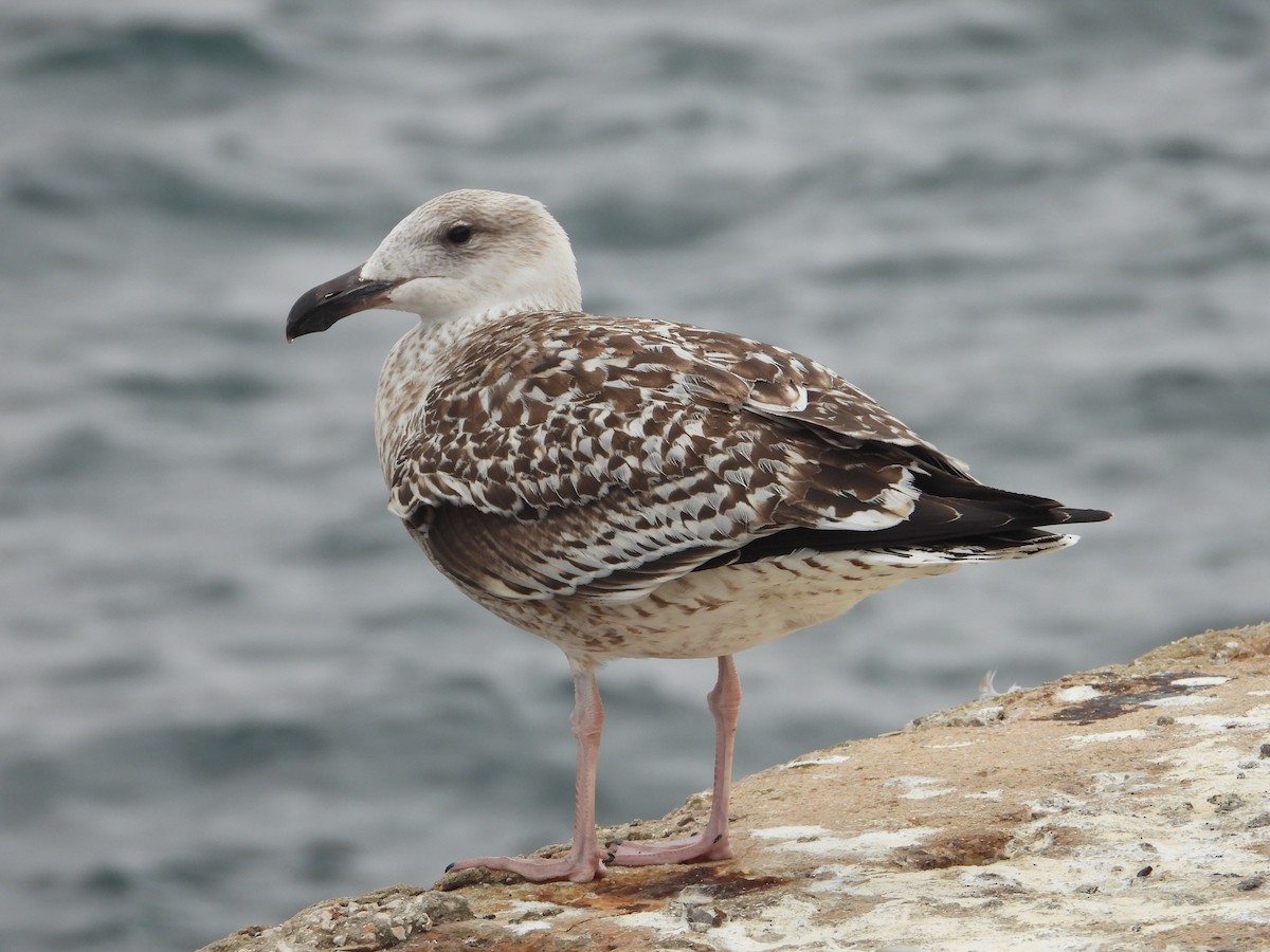Great Black-backed Gull - ML642610807