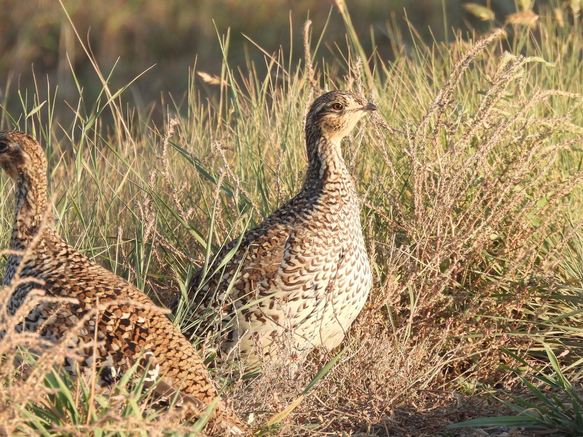 Schweifhuhn - ML642610814