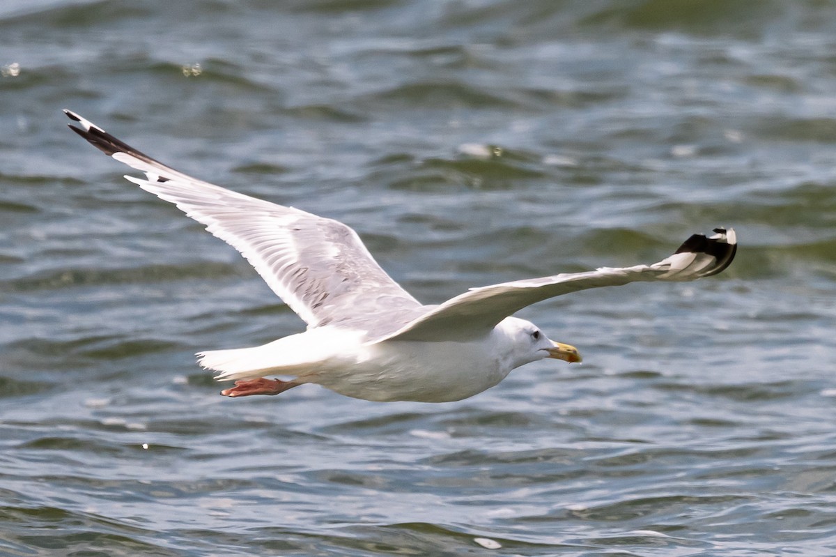 Caspian Gull - ML642610818