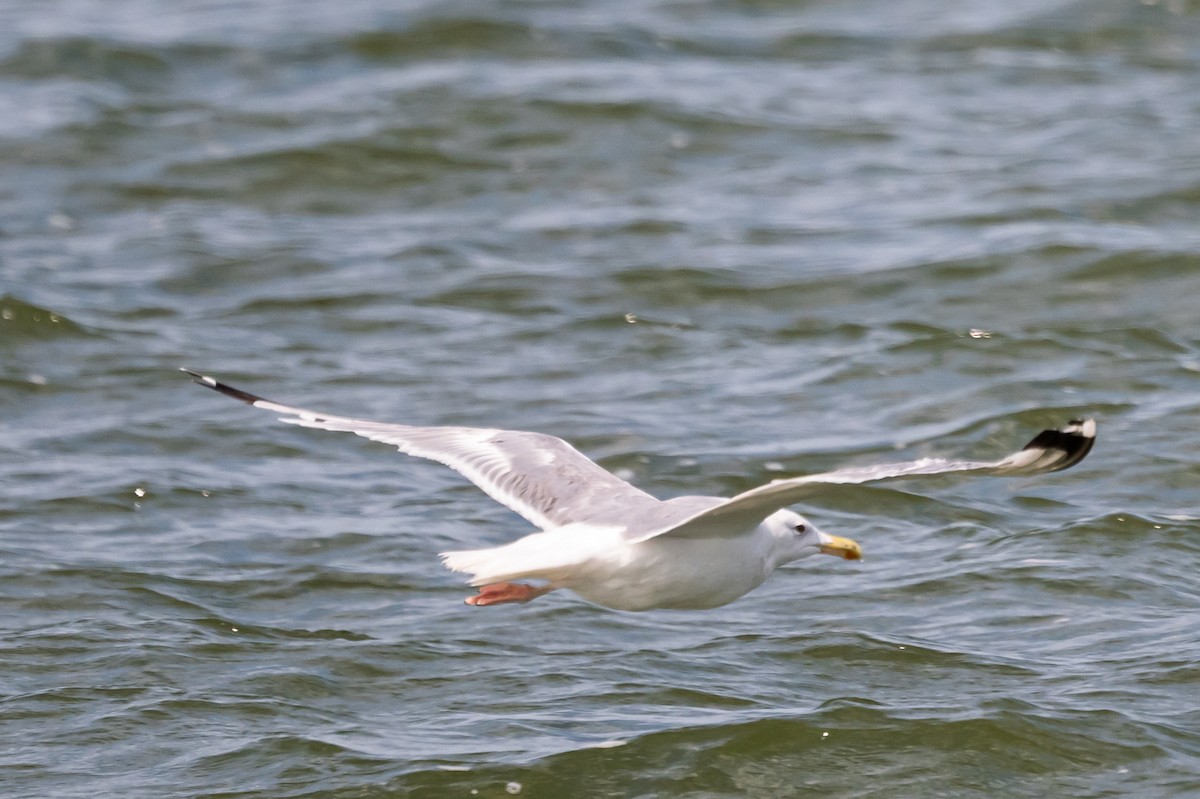 Caspian Gull - ML642610819