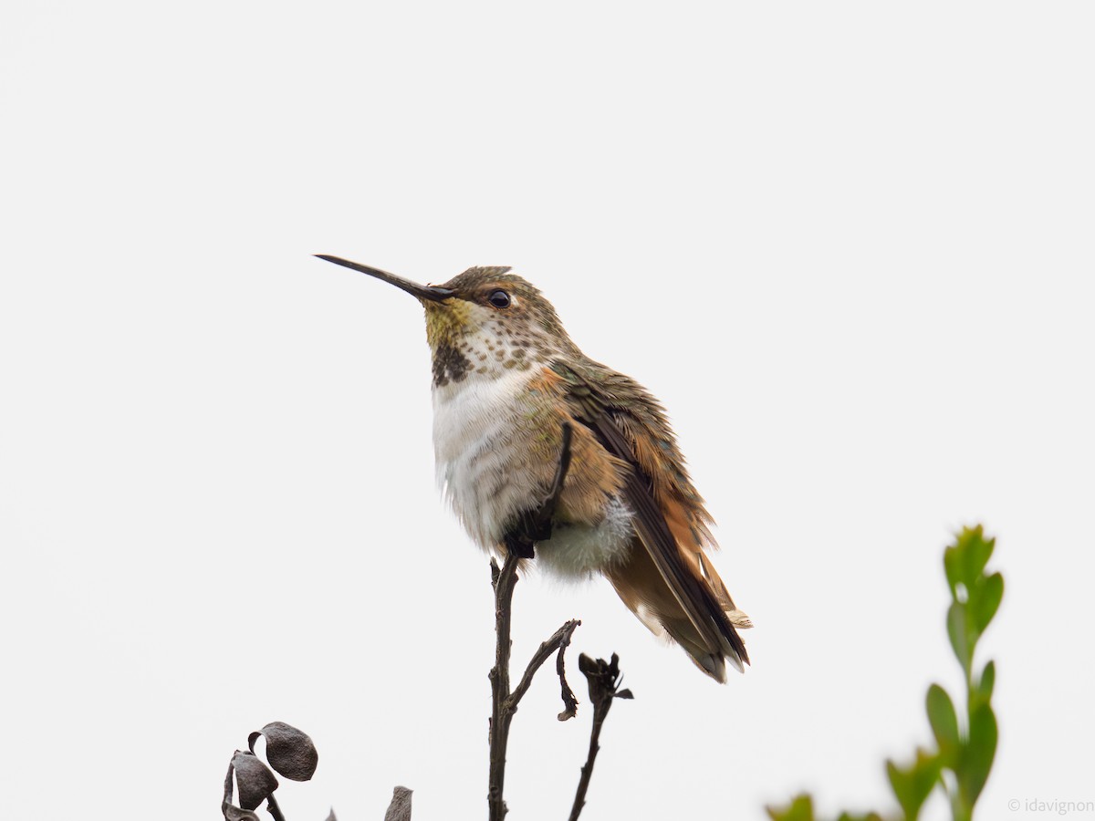 Allen's Hummingbird - ML642610824