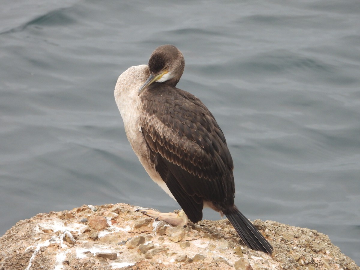 European Shag - ML642610847