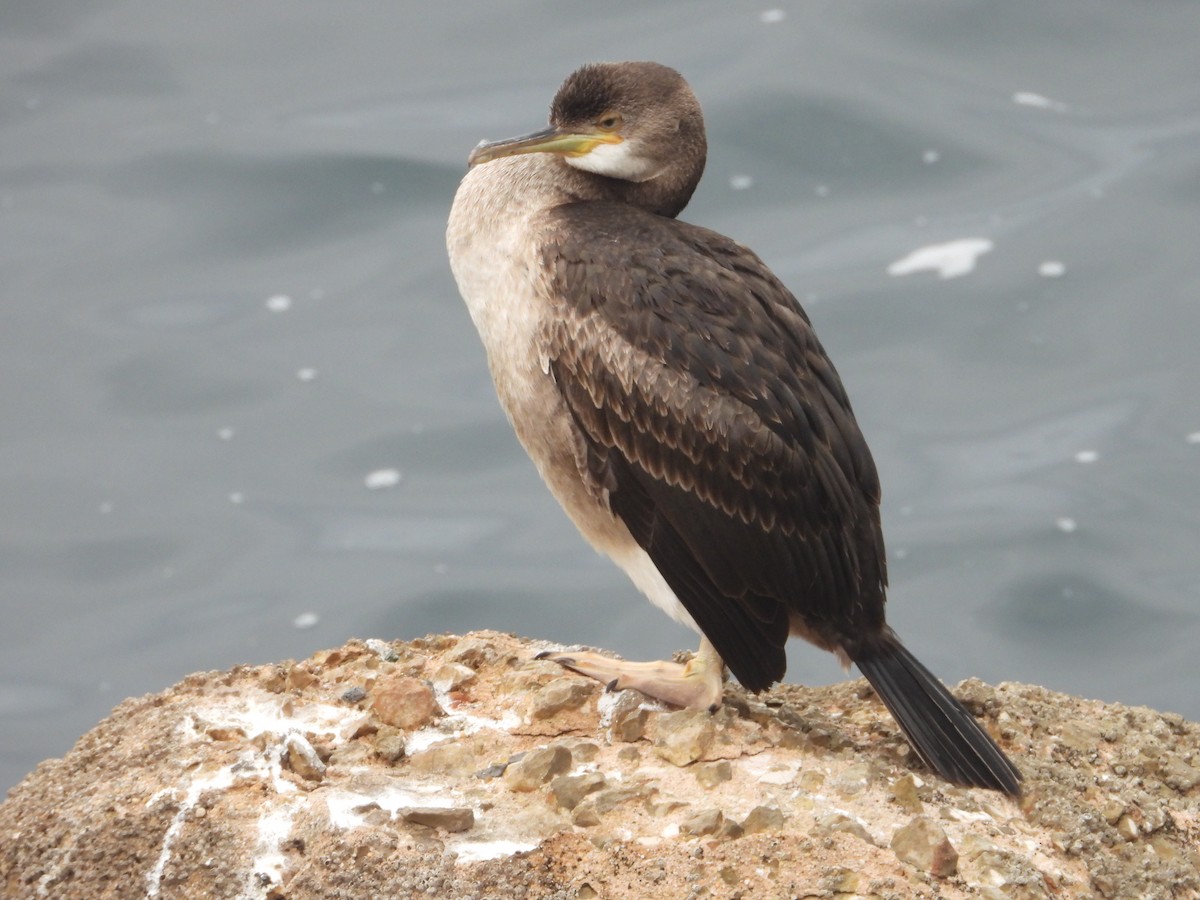 European Shag - ML642610848