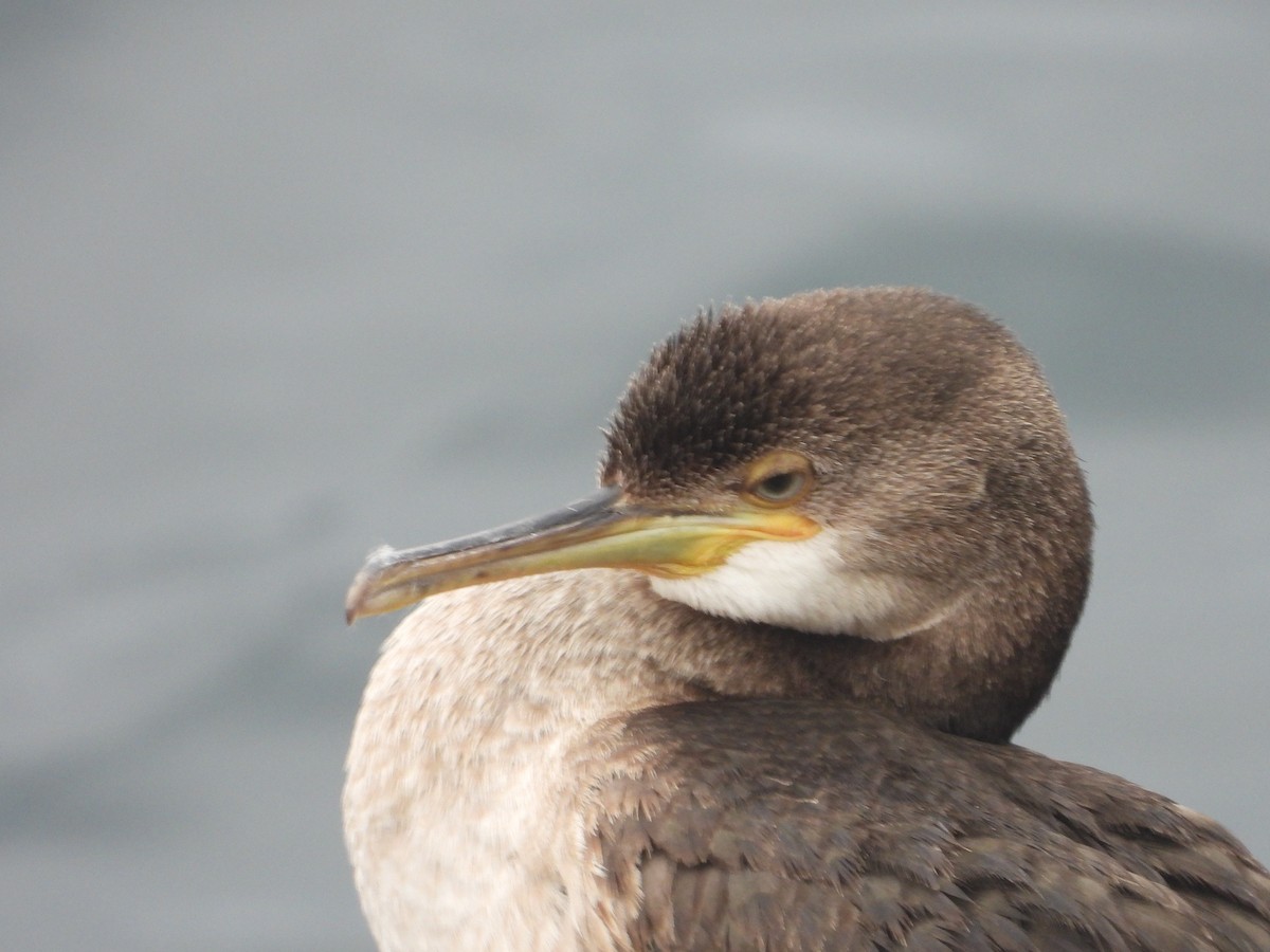 European Shag - ML642610849