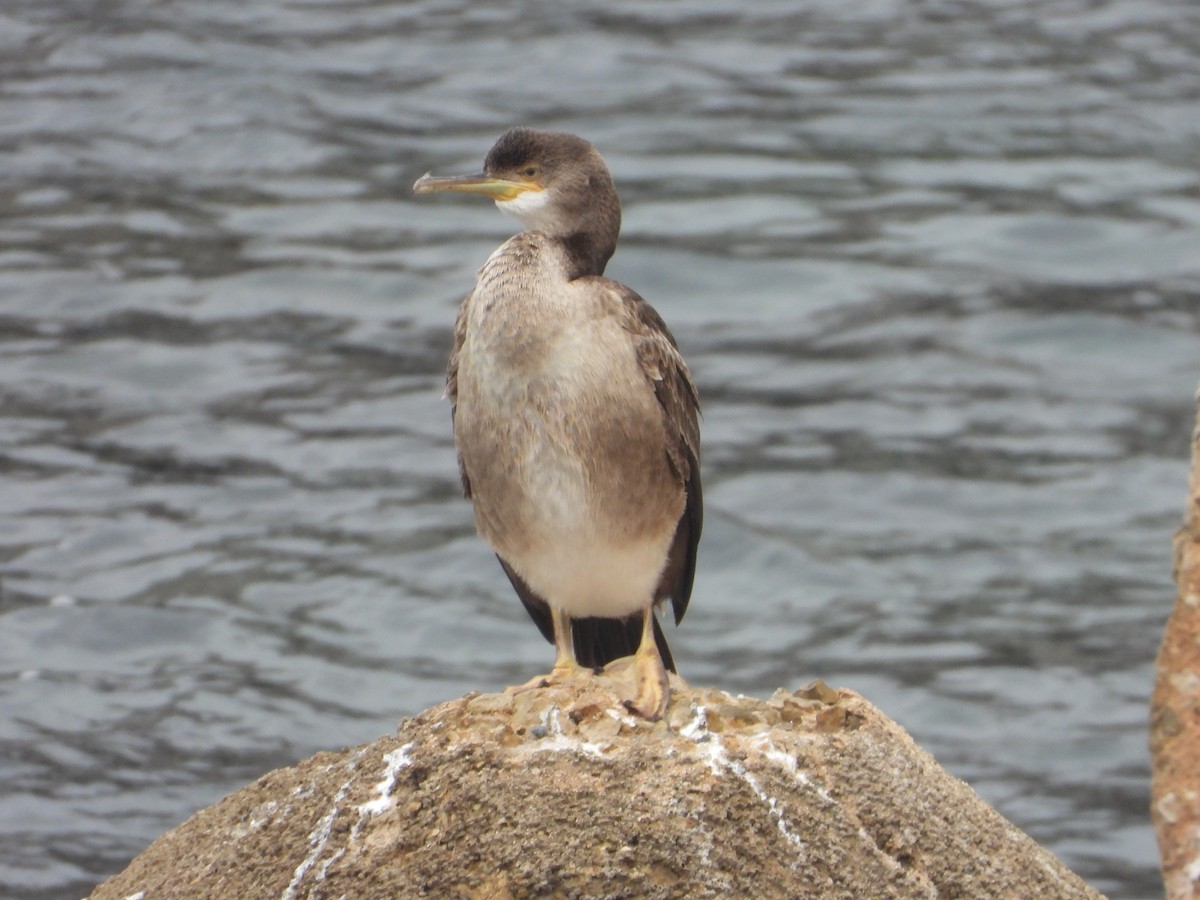 European Shag - ML642610853