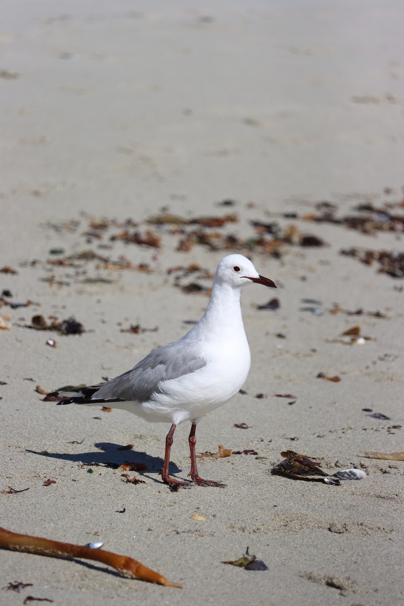 Hartlaub's Gull - ML642610870