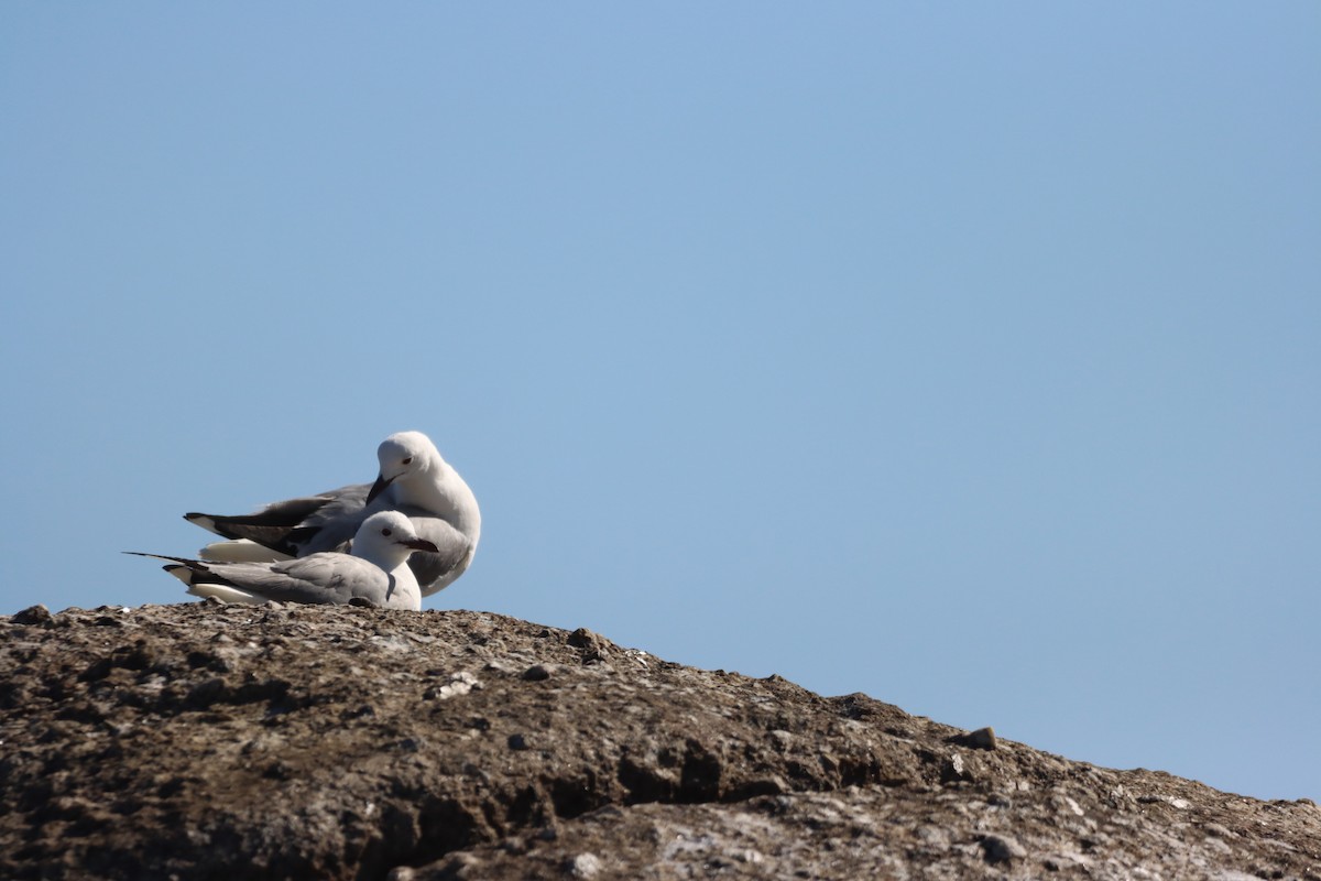 Hartlaub's Gull - ML642610871