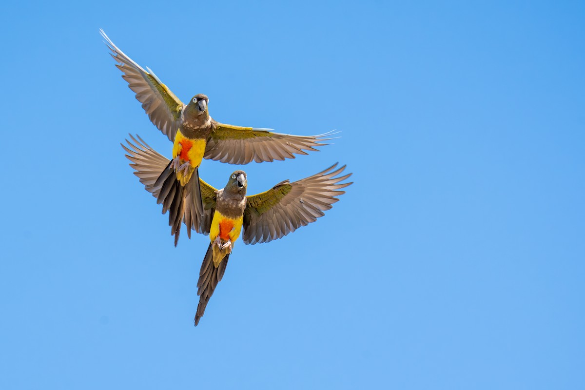 Burrowing Parakeet - ML642610875
