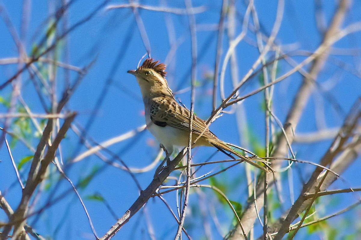 Striped Cuckoo - ML642610880