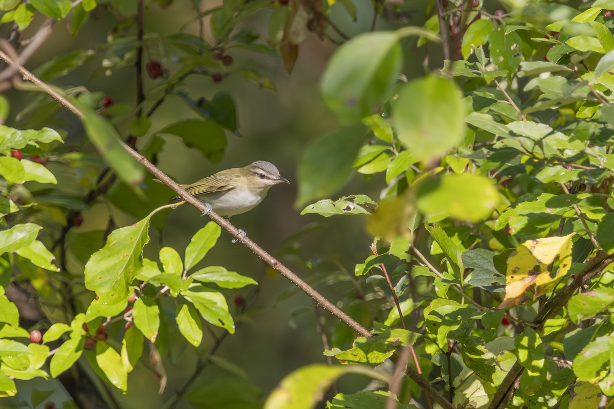 Red-eyed Vireo - ML642610886
