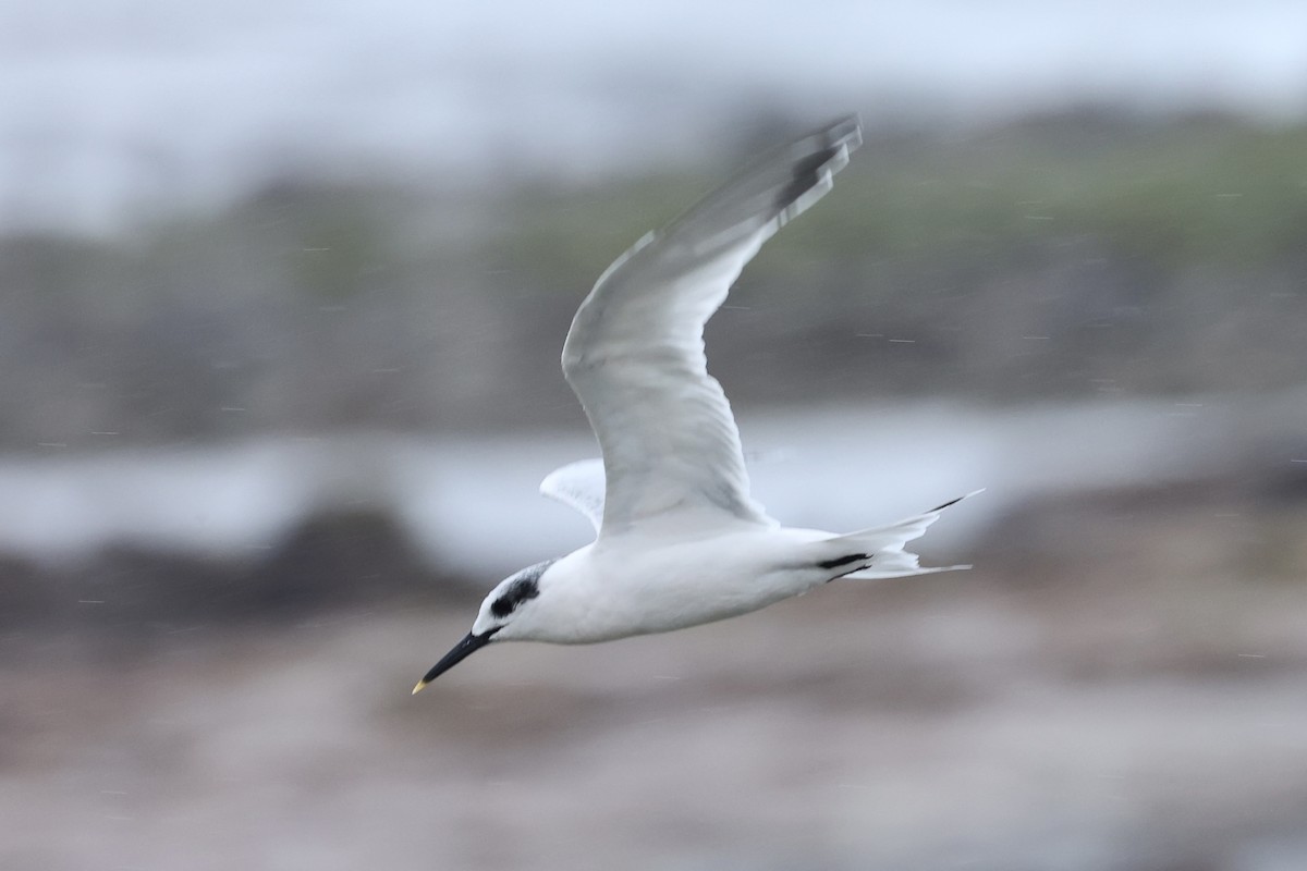 Sandwich Tern (Eurasian) - ML642610888