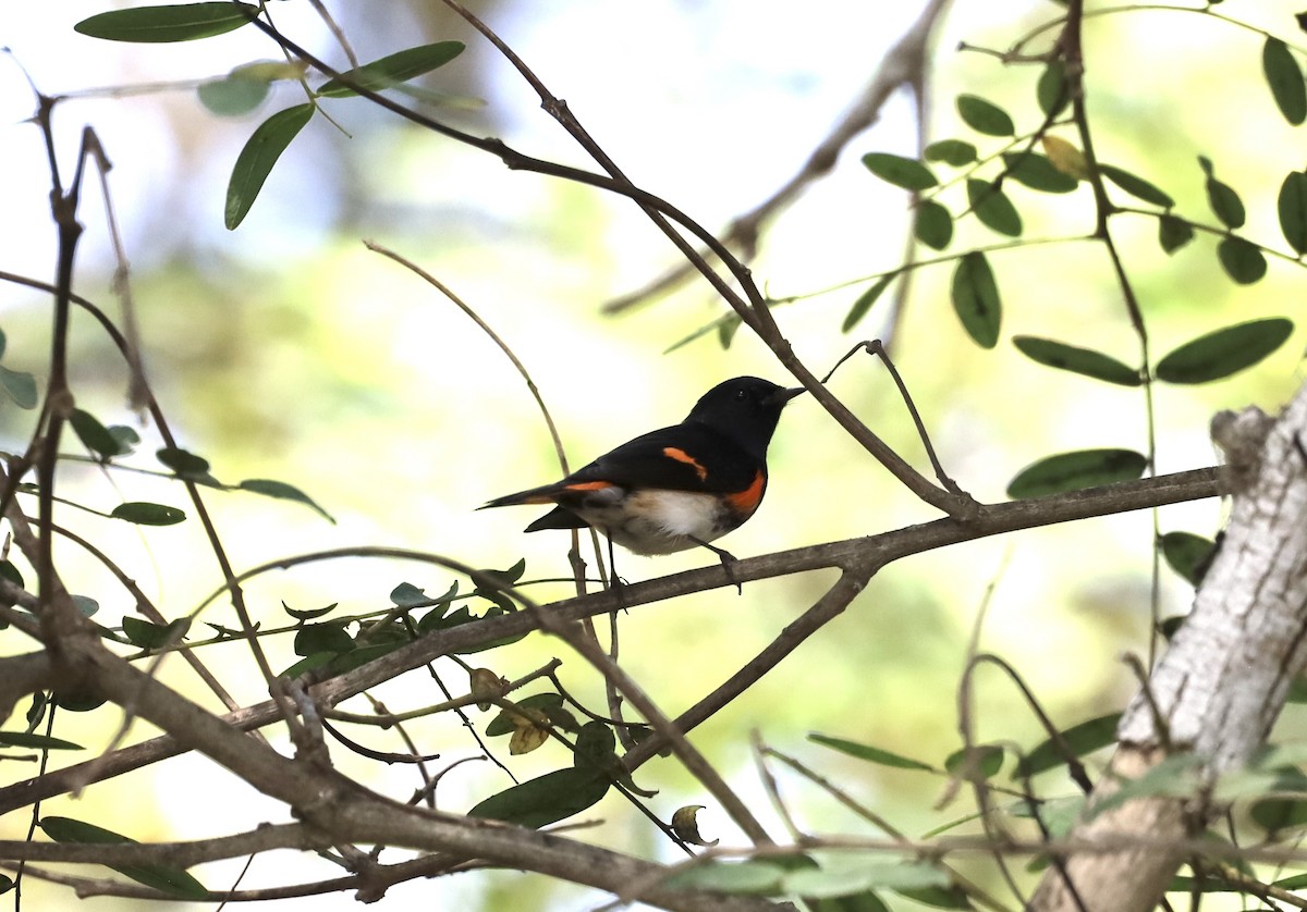American Redstart - ML642610905