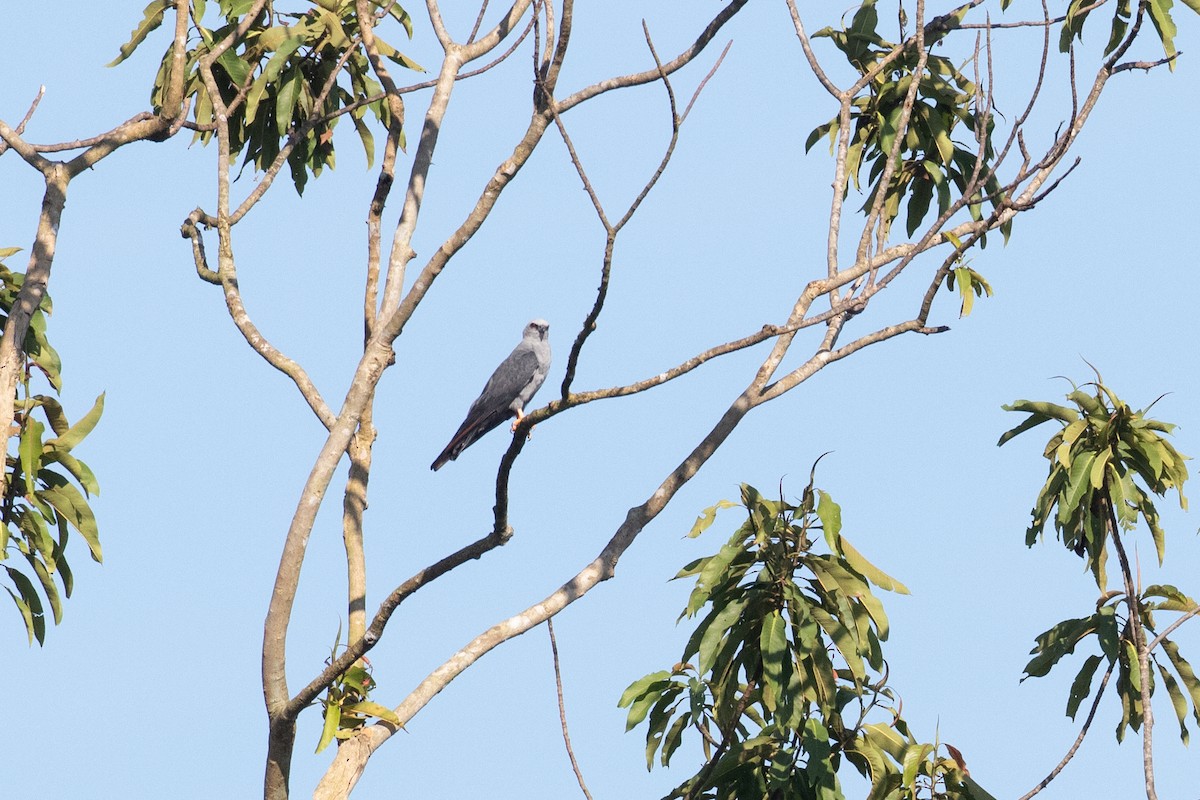Plumbeous Kite - ML642610908