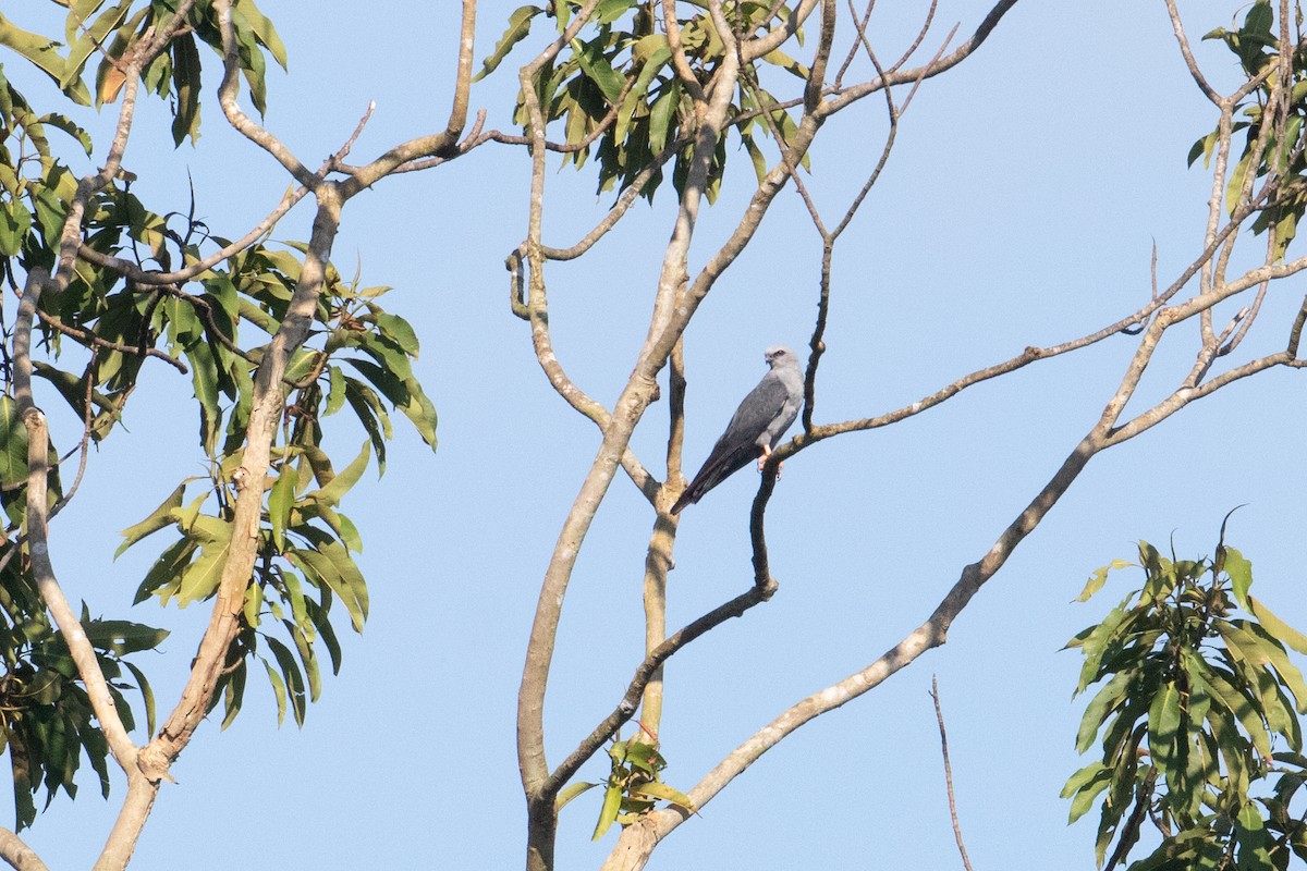 Plumbeous Kite - ML642610909
