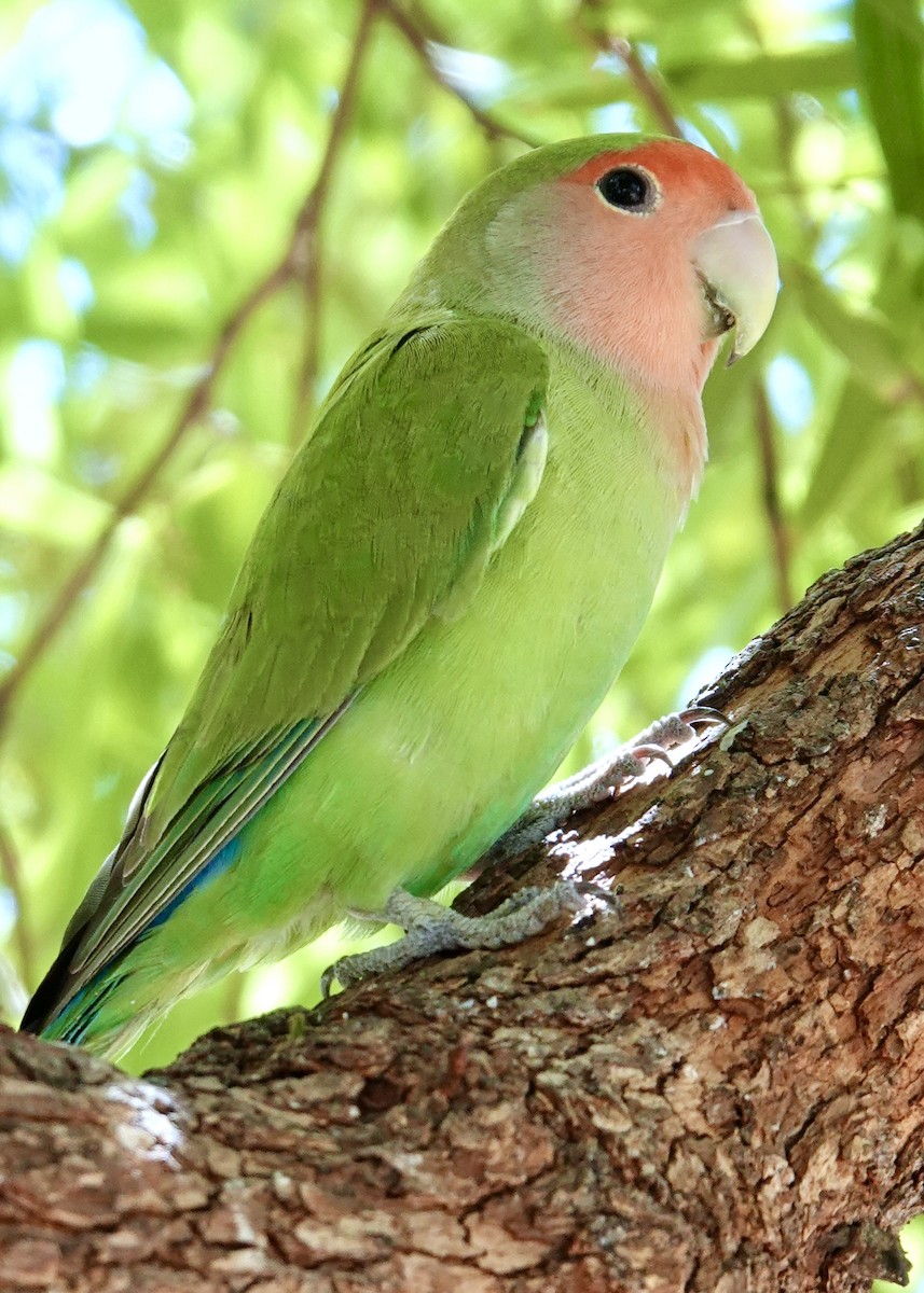 桃臉愛情鳥 - ML642610910