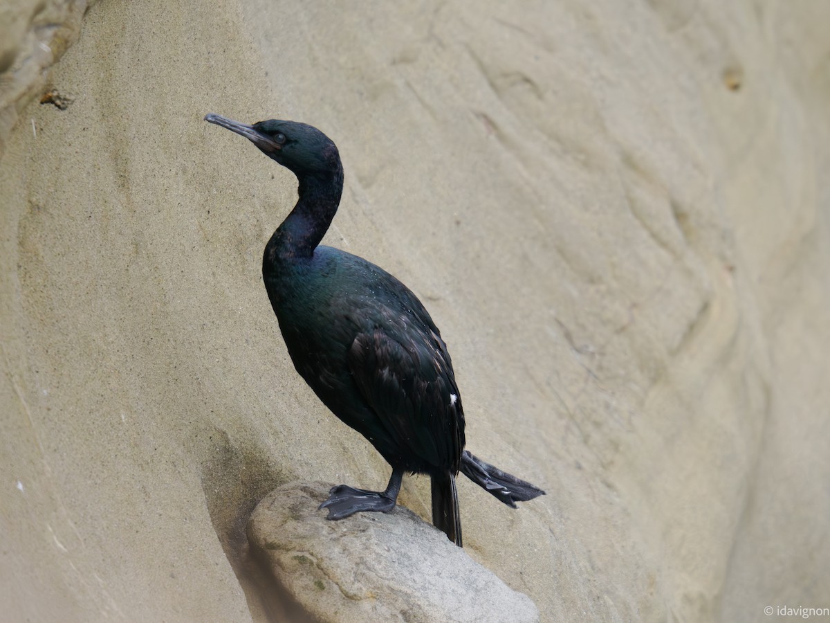 Pelagic Cormorant - ML642610914