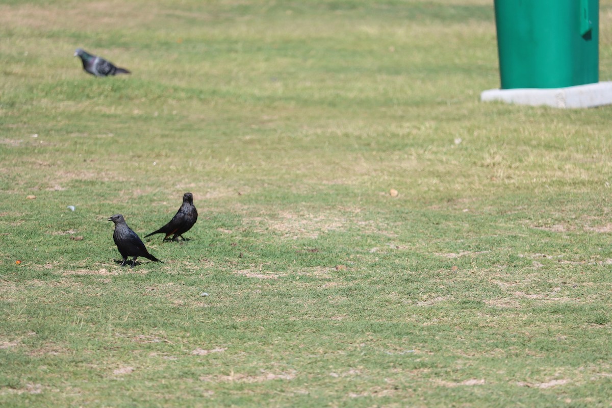 Red-winged Starling - ML642610915