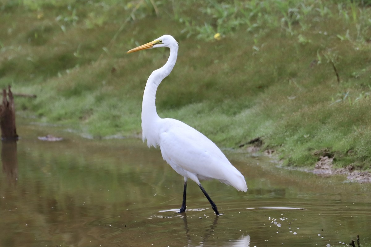 Цасч дэглий - ML642610960