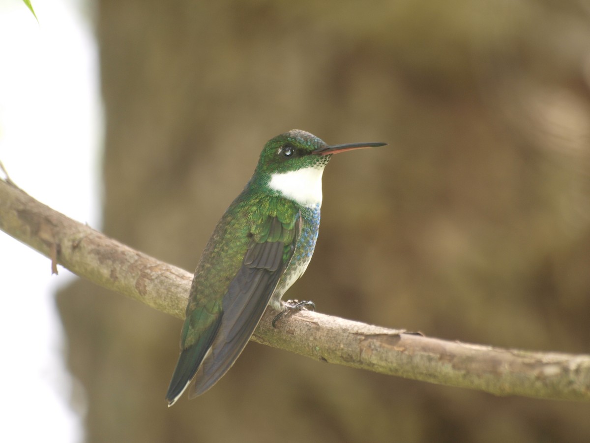 White-throated Hummingbird - ML642610978
