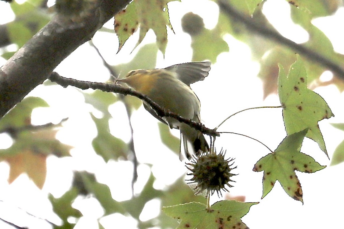 Blackburnian Warbler - ML642610980