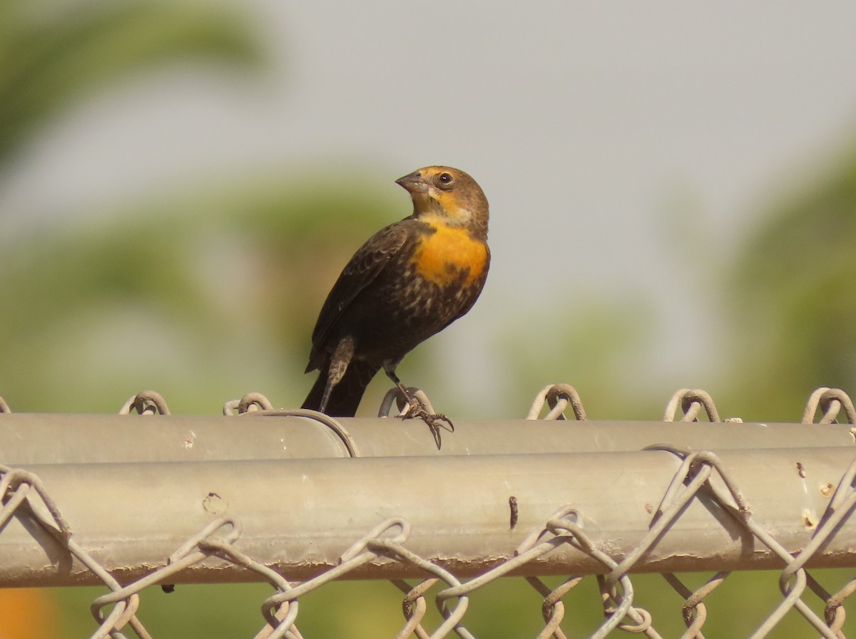 Yellow-headed Blackbird - ML642610981