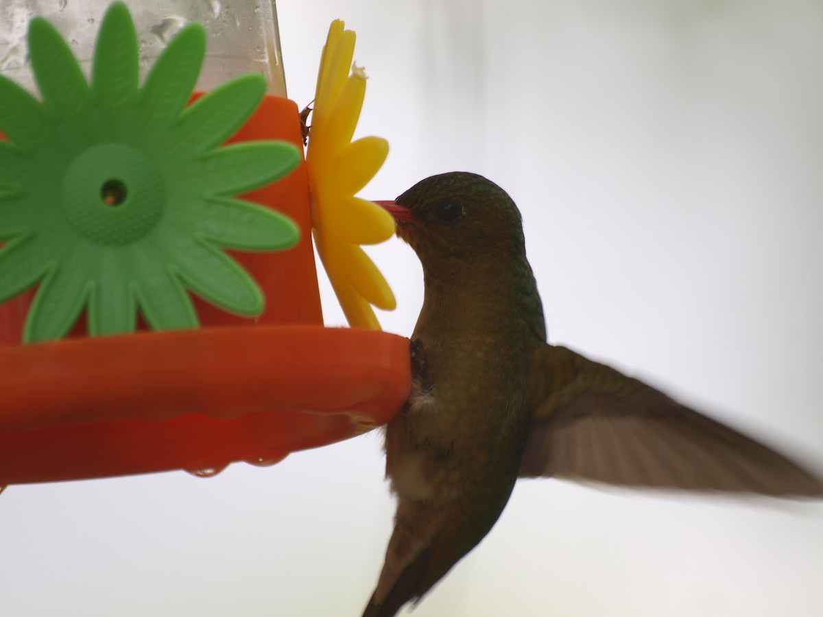 Gilded Hummingbird - ML642610986