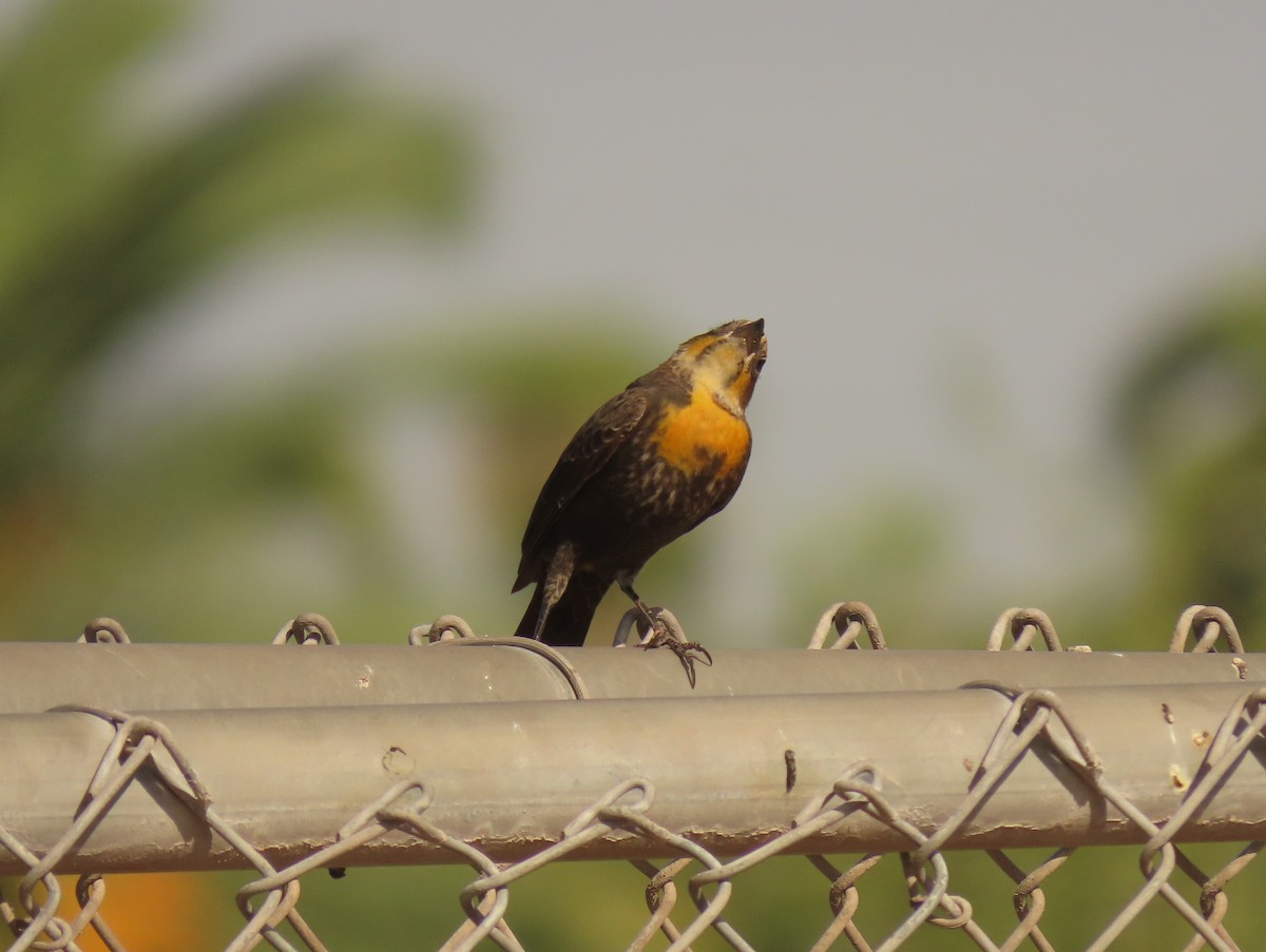Yellow-headed Blackbird - ML642610987