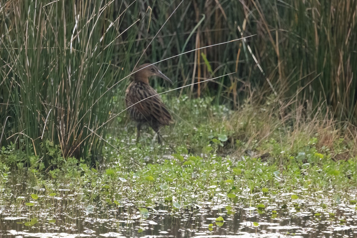 King Rail - ML642610988