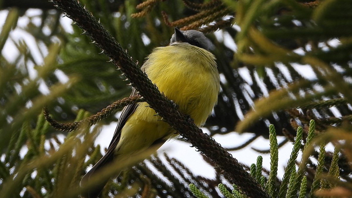 Tropical Kingbird - ML642611000