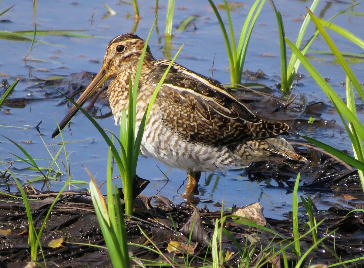 Wilson's Snipe - ML642611001