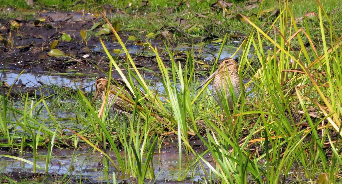 Wilson's Snipe - ML642611002