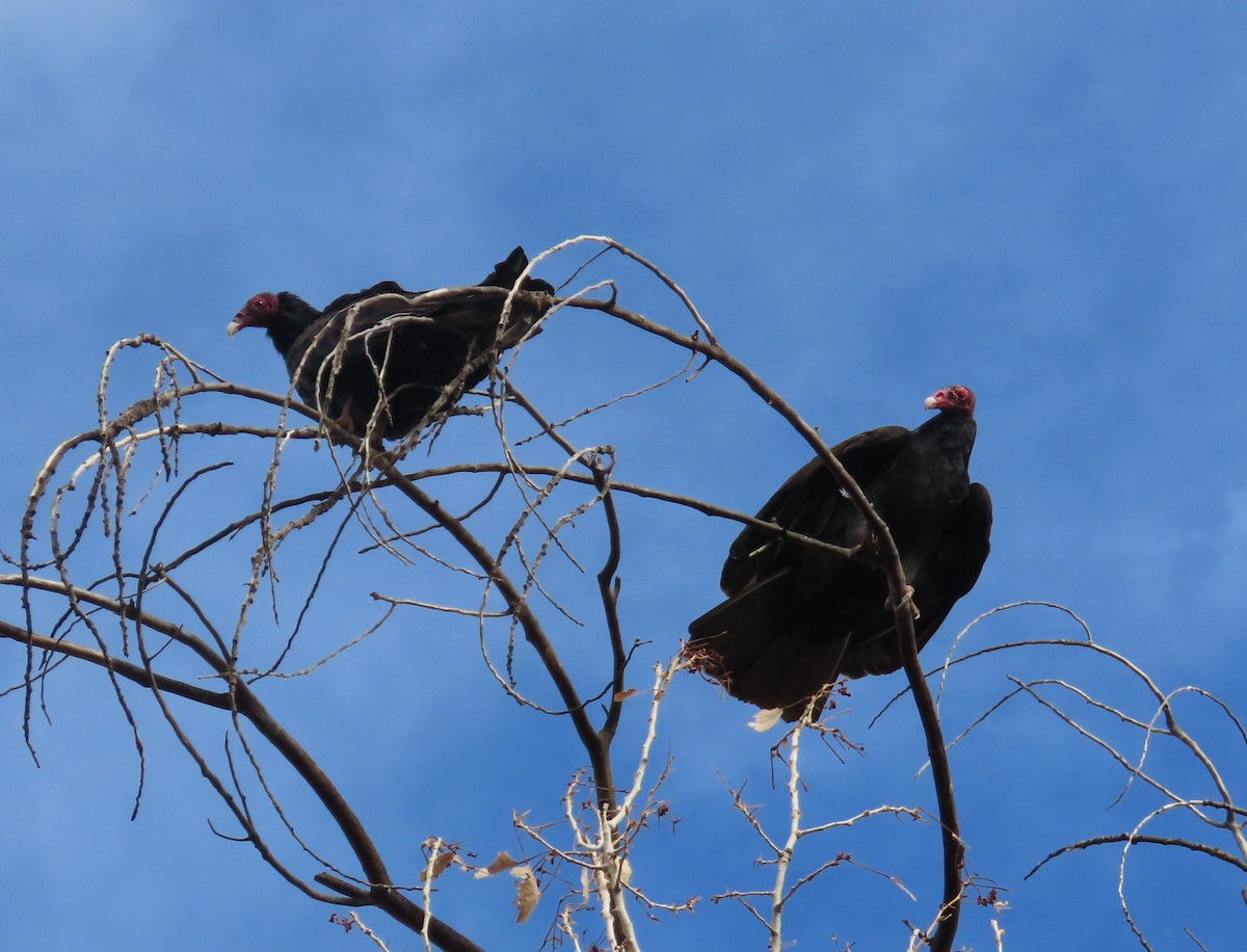 Turkey Vulture - ML642611022